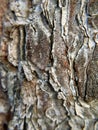 Macro pine bark