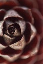 Macro pine-cone seed-pod detail.