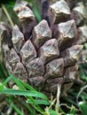 Macro pine cone texture on natural background