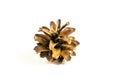 Macro pine cone on a white background