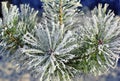 Pine needles covered with frost