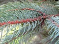 macro pine-tree branch