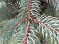 macro pine-tree branch