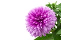 Macro of a pink aster