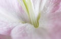 Macro pink big lily flower with soft focus. Abstract close up petal blur background. Royalty Free Stock Photo