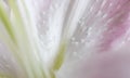 Macro pink big lily flower with soft focus. Abstract close up petal blur background. Royalty Free Stock Photo