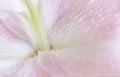 Macro pink big lily flower with soft focus. Abstract close up petal blur background. Royalty Free Stock Photo