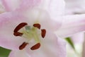 Macro pink big lily flower with soft focus. Abstract close up petal blur background. Royalty Free Stock Photo