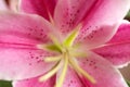 Macro pink big lily flower with soft focus. Abstract close up petal blur background Royalty Free Stock Photo