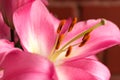 Macro pink big lily flower with soft focus. Abstract close up petal blur background. Royalty Free Stock Photo