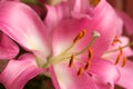 Macro pink big lily flower with soft focus. Abstract close up petal blur background. Royalty Free Stock Photo