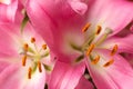 Macro pink big lily flower with soft focus. Abstract close up petal blur background. Royalty Free Stock Photo