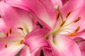 Macro pink big lily flower with soft focus. Abstract close up petal blur background. Royalty Free Stock Photo