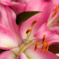 Macro pink big lily flower with soft focus. Abstract close up petal blur background. Royalty Free Stock Photo