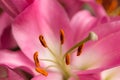 Macro pink big lily flower with soft focus. Abstract close up petal blur background. Royalty Free Stock Photo