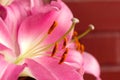 Macro pink big lily flower with soft focus. Abstract close up petal blur background. Royalty Free Stock Photo