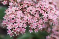 Pink blooming sedum perennial plant