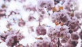 Macro pink blossom cherry tree in spring garden, sakura tree on background closeup, beautiful romantic flowers for card clean Royalty Free Stock Photo