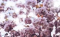 Macro pink blossom cherry tree in spring garden, sakura tree on background closeup, beautiful romantic flowers for card clean Royalty Free Stock Photo