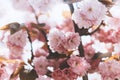 Macro pink blossom cherry tree in spring garden, sakura tree on background closeup, beautiful romantic flowers for card clean Royalty Free Stock Photo