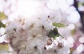 macro pink blossom cherry tree in spring garden, sakura tree on background closeup, beautiful romantic flowers for card clean Royalty Free Stock Photo