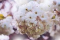 Macro pink blossom cherry tree in spring garden, sakura tree on background closeup, beautiful romantic flowers for card clean Royalty Free Stock Photo