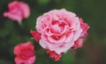 Macro pink bud of rose on a green background closeup with raindrops of water, beautiful romantic flowers for card clean space Royalty Free Stock Photo