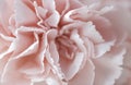 Macro pink carnation flower pastel background Royalty Free Stock Photo