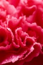 Macro of pink carnation flower with water droplets Royalty Free Stock Photo