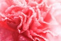 Macro of pink carnation flower with water droplets Royalty Free Stock Photo