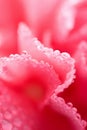 Macro of pink carnation flower with water droplets