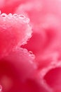 Macro of pink carnation flower with water droplets Royalty Free Stock Photo