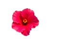 Macro of pink China Rose flower (Chinese hibiscus, Hibiscus ros Royalty Free Stock Photo