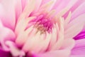 Macro of a pink Chrysanthemum.