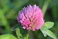 Macro of a pink clover flower