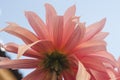 Macro of pink dahlia flower. Beautiful pink daisy flower with pink petals. Chrysanthemum with vibrant petals. Floral close up. Royalty Free Stock Photo