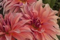 Macro of pink dahlia flower. Beautiful pink daisy flower with pink petals. Chrysanthemum with vibrant petals. Floral close up. Royalty Free Stock Photo