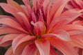 Macro of pink dahlia flower. Beautiful pink daisy flower with pink petals. Chrysanthemum with vibrant petals. Floral close up. Royalty Free Stock Photo