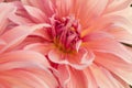 Macro of pink dahlia flower. Beautiful pink daisy flower with pink petals. Chrysanthemum with vibrant petals. Floral close up. Royalty Free Stock Photo