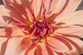 Macro of pink dahlia flower. Beautiful pink daisy flower with pink petals. Chrysanthemum with vibrant petals. Floral close up. Royalty Free Stock Photo