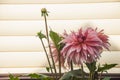 Macro of pink dahlia flower. Beautiful pink daisy flower with pink petals. Chrysanthemum with vibrant petals. Floral close up. Royalty Free Stock Photo