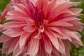 Macro of pink dahlia flower. Beautiful pink daisy flower with pink petals. Chrysanthemum with vibrant petals. Floral close up. Royalty Free Stock Photo