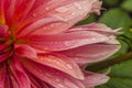 Macro of pink dahlia flower. Beautiful pink daisy flower with pink petals. Chrysanthemum with vibrant petals. Floral close up. Royalty Free Stock Photo