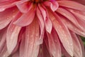 Macro of pink dahlia flower. Beautiful pink daisy flower with pink petals. Chrysanthemum with vibrant petals. Floral close up. Royalty Free Stock Photo