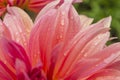 Macro of pink dahlia flower. Beautiful pink daisy flower with pink petals. Chrysanthemum with vibrant petals. Floral close up. Royalty Free Stock Photo