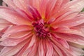 Macro of pink dahlia flower. Beautiful pink daisy flower with pink petals. Chrysanthemum with vibrant petals. Floral close up. Royalty Free Stock Photo