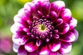 Macro of a pink dahlia Royalty Free Stock Photo