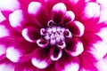 Macro of a pink dahlia Royalty Free Stock Photo