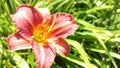 A Macro of a Pink Daylily Flower