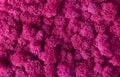 Macro of pink decorative moss texture Royalty Free Stock Photo